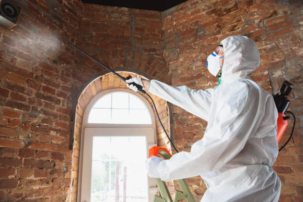 Mold Odor Removal Services in Whitehouse, OH