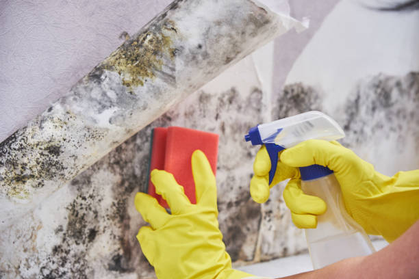 Professional Mold Removal & Remediation in Whitehouse, OH